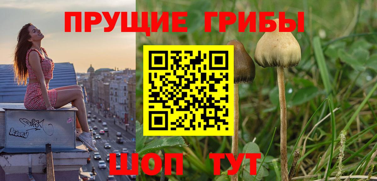 Псилоцибиновые грибы MAGIC MUSHROOMS  Вход с VPN  Черногорск 